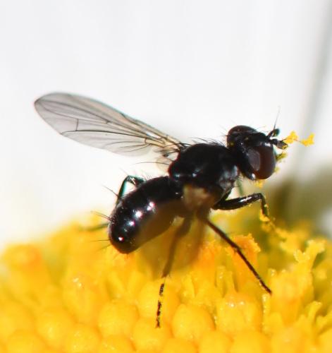 Phania funesta